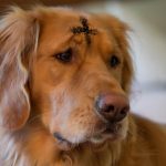 Church Militant to go out of business as State grand juries take over their job